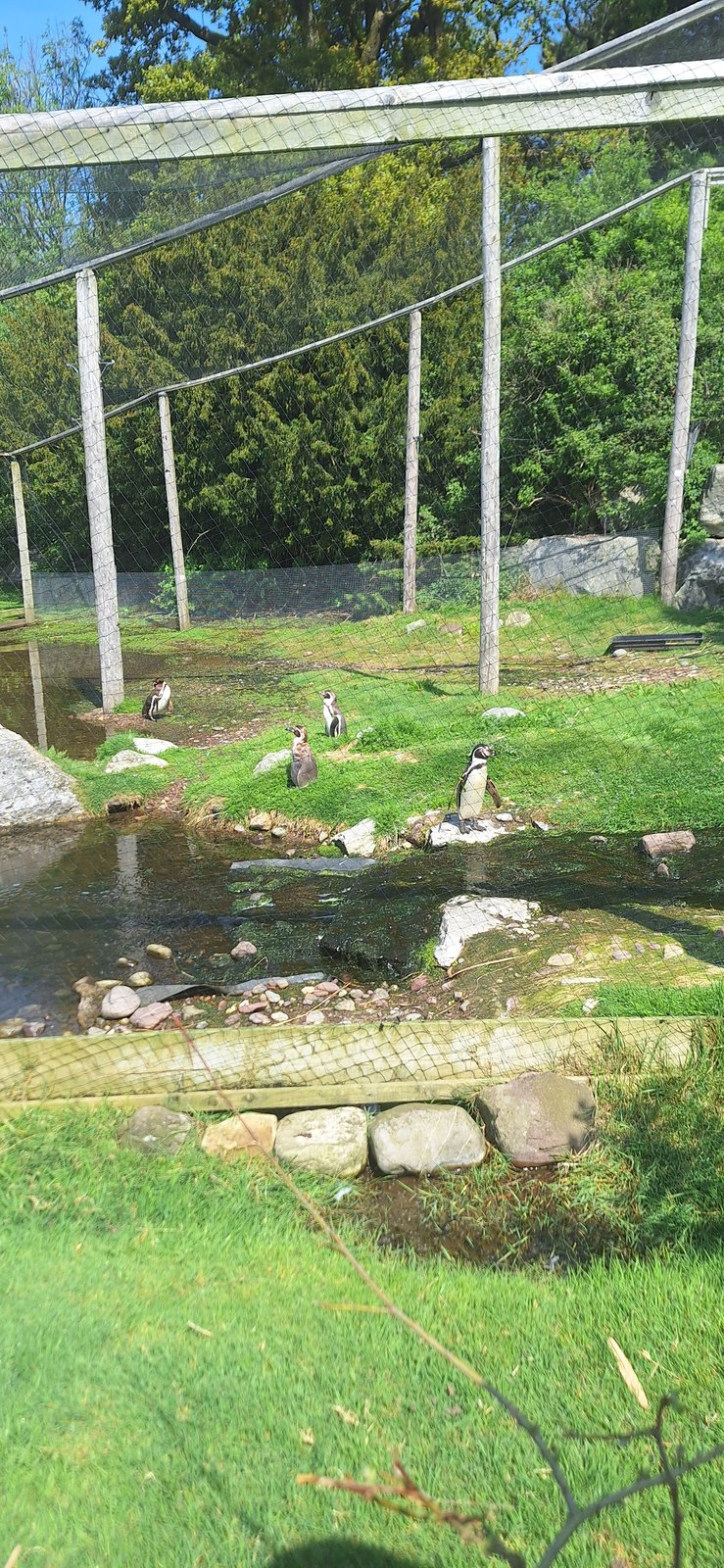 Pinguïns!