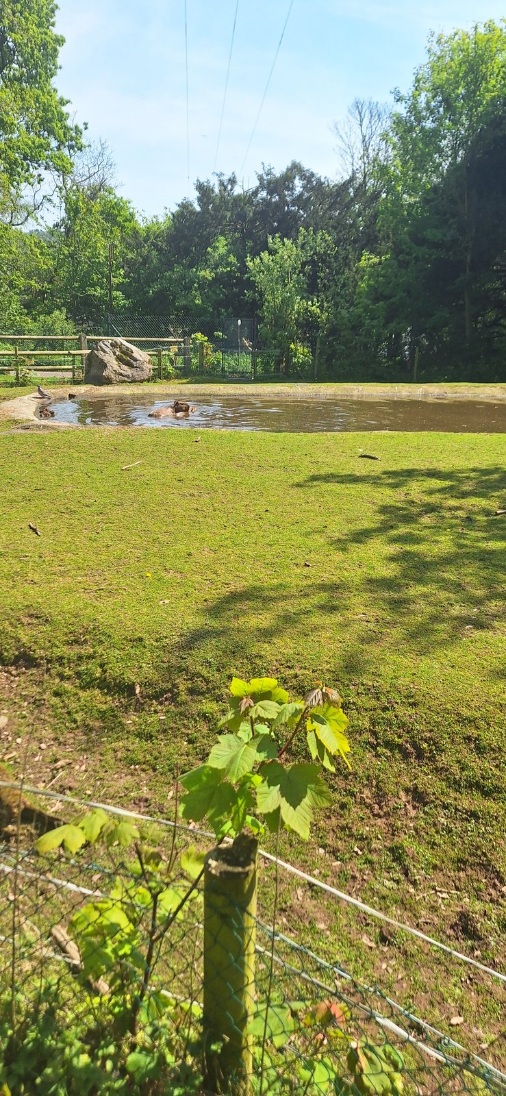 Tot slot langs de capybara.