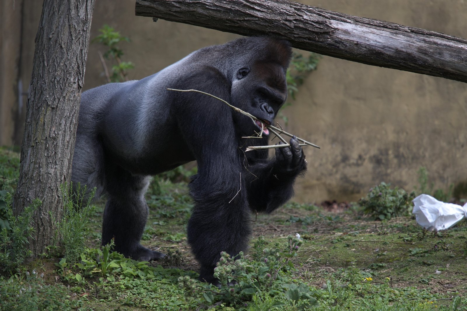 Deze gorilla verzamelt wat takken.
