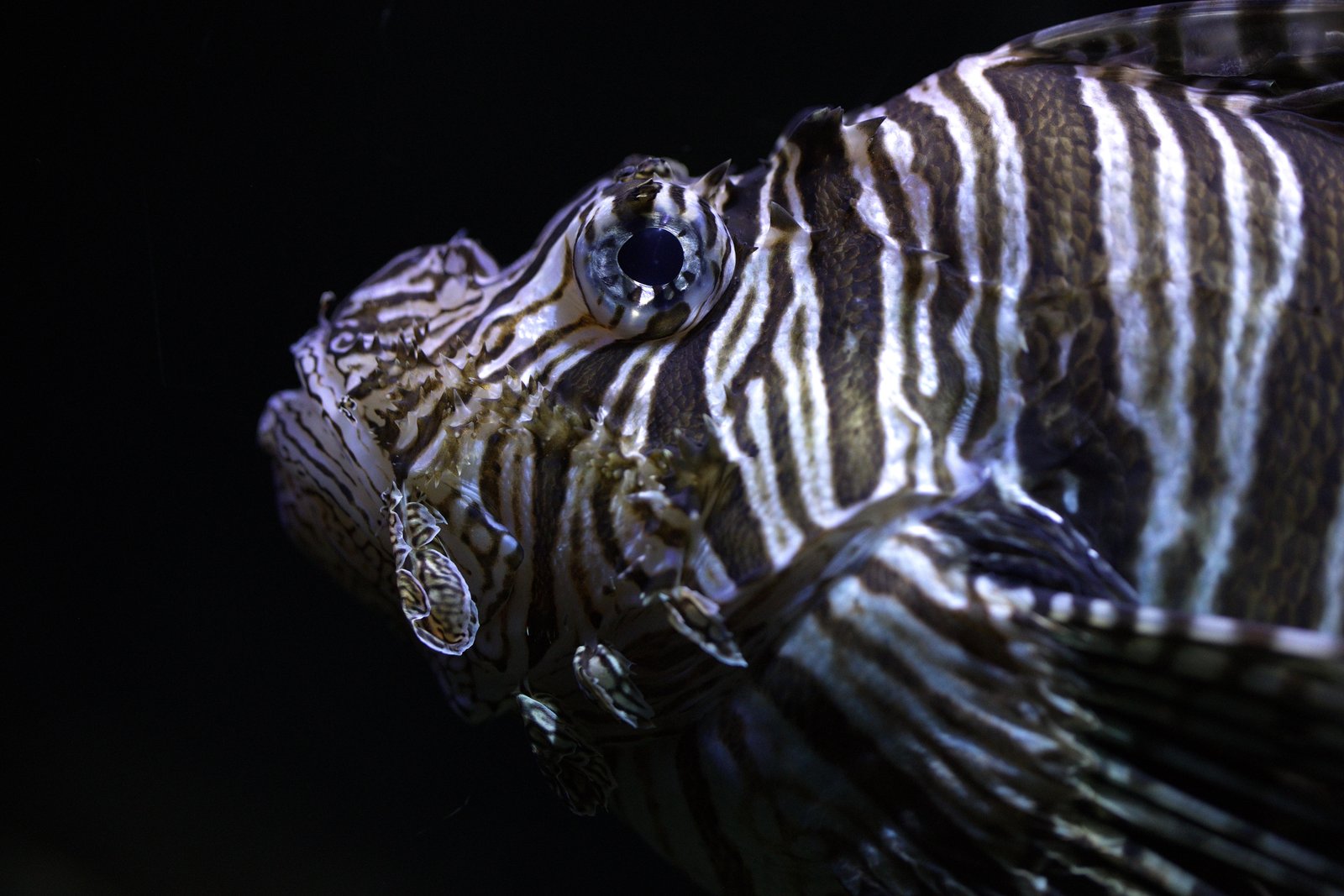 Een close-up van een koraalduivel.