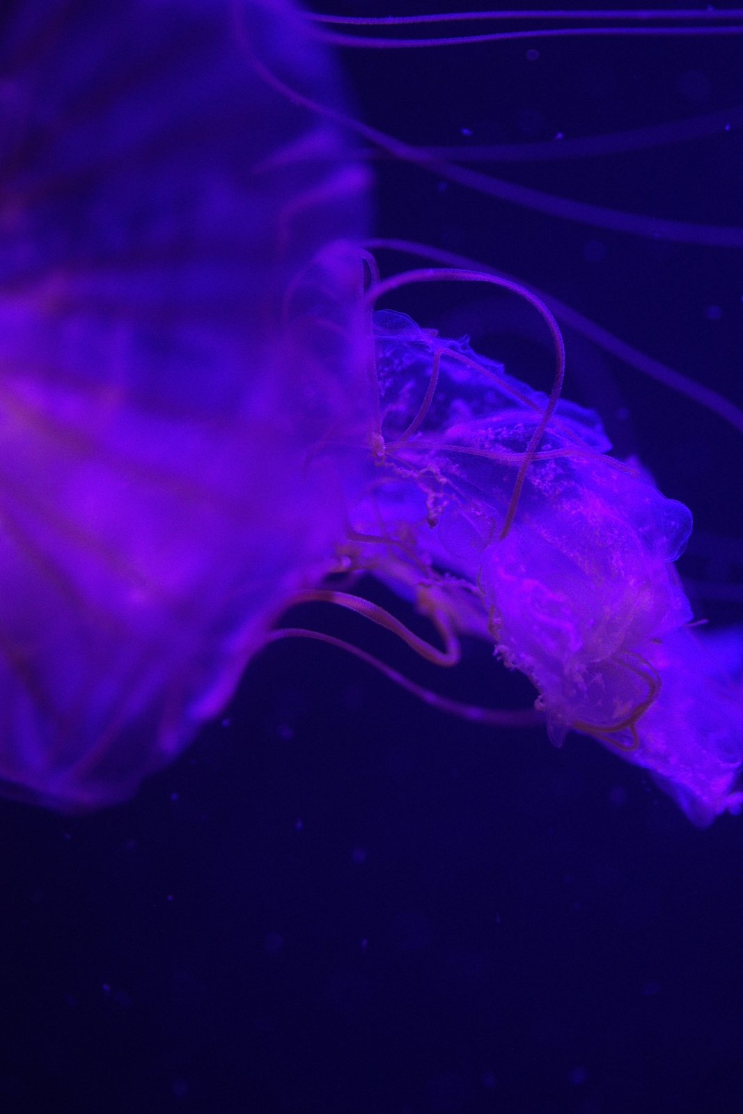 Mijn lievelinsverblijf in het aquarium. De kwallen zijn hier prachtig uitgelicht.