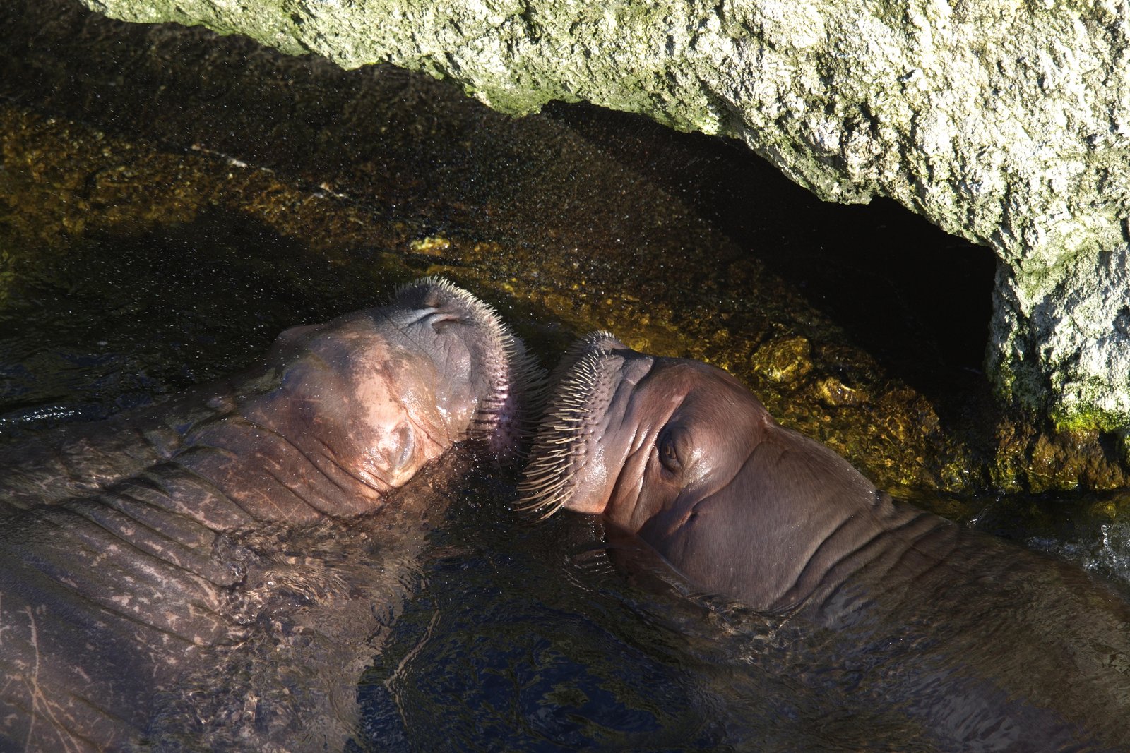 Twee walrussen hebben elkaar gevonden.