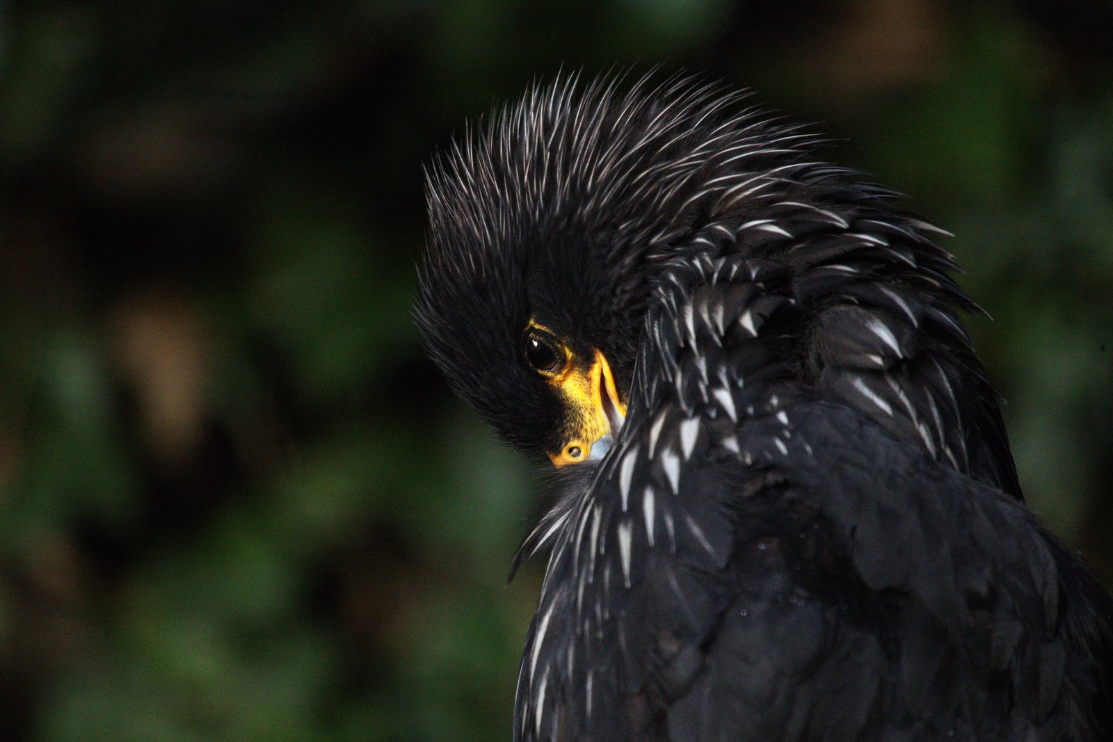 Een roofvogel.