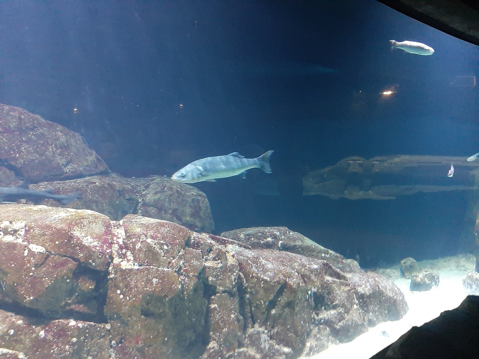 Foto uit Kort bezoek aan Blijdorp