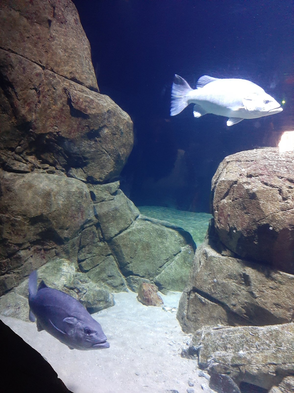 Foto uit Kort bezoek aan Blijdorp