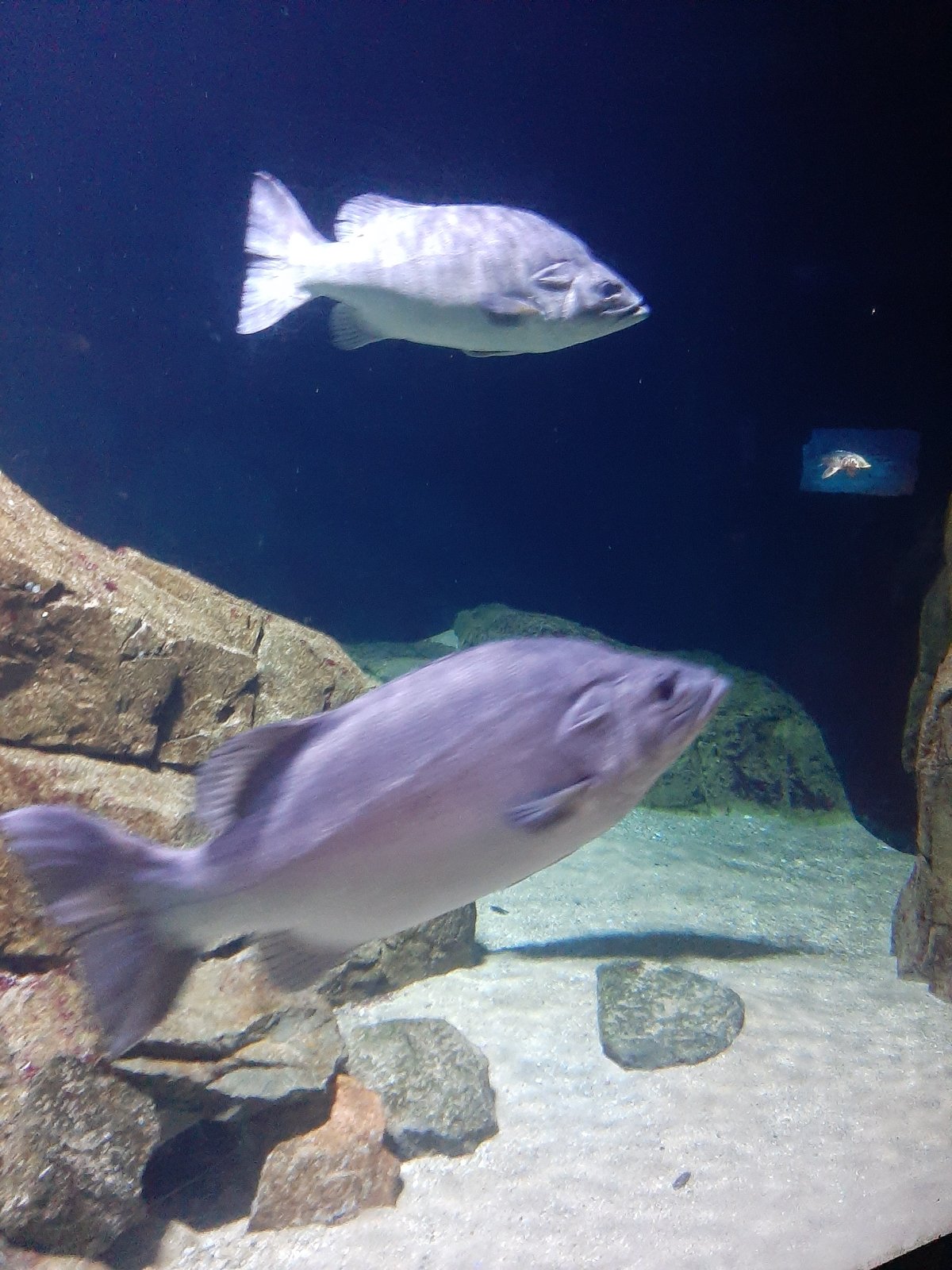 Foto uit Kort bezoek aan Blijdorp
