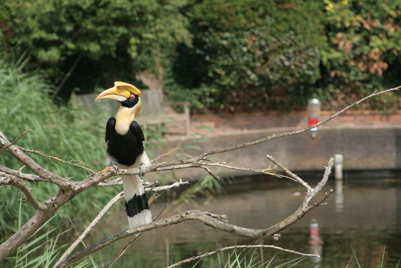 Foto uit Avifauna met een zoomlens