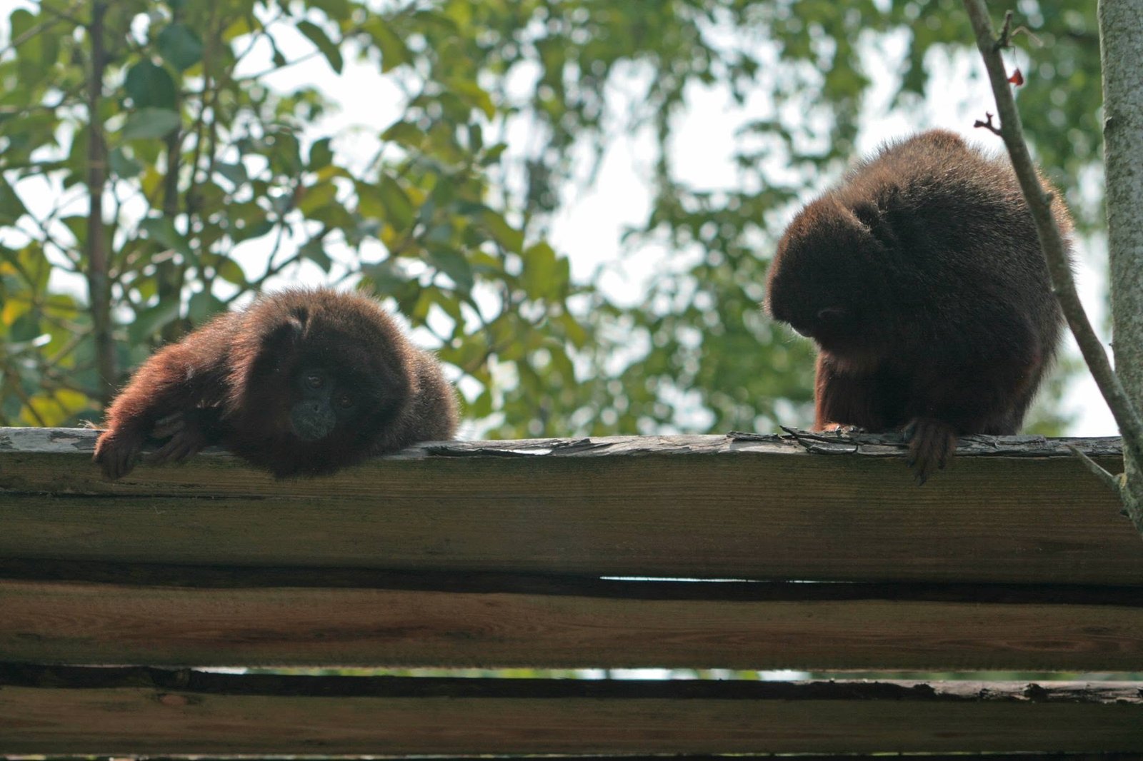 Foto uit Avifauna met een zoomlens