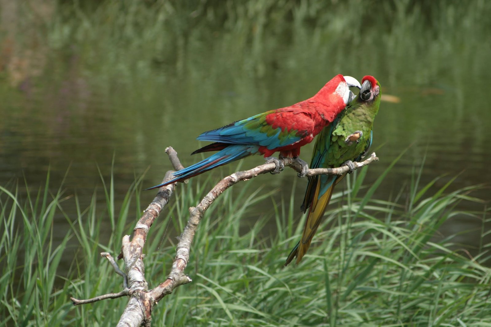 Foto uit Avifauna met een zoomlens