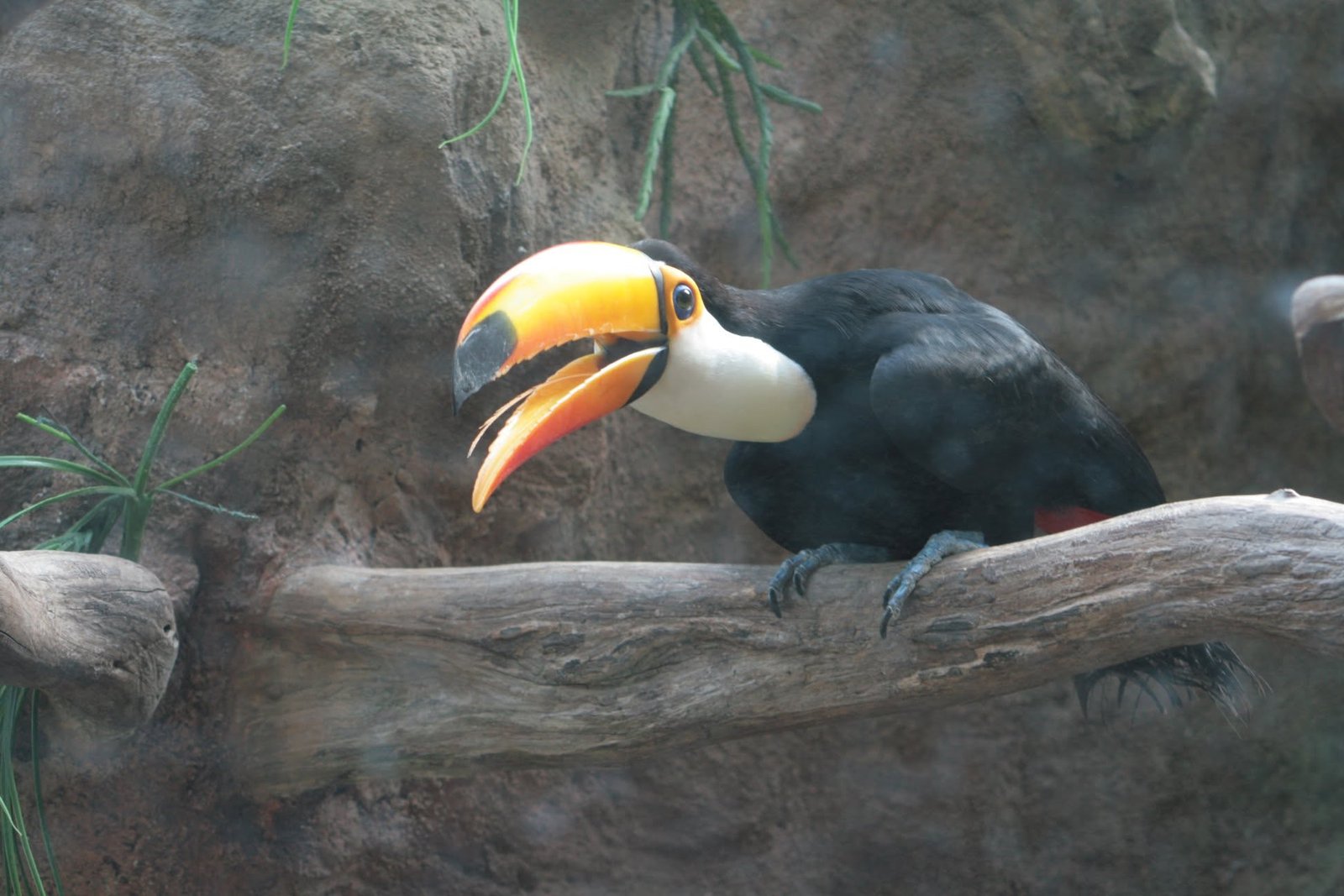 Foto uit Avifauna met een zoomlens