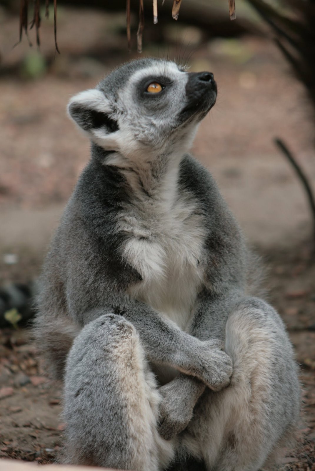 Foto uit Avifauna met een zoomlens