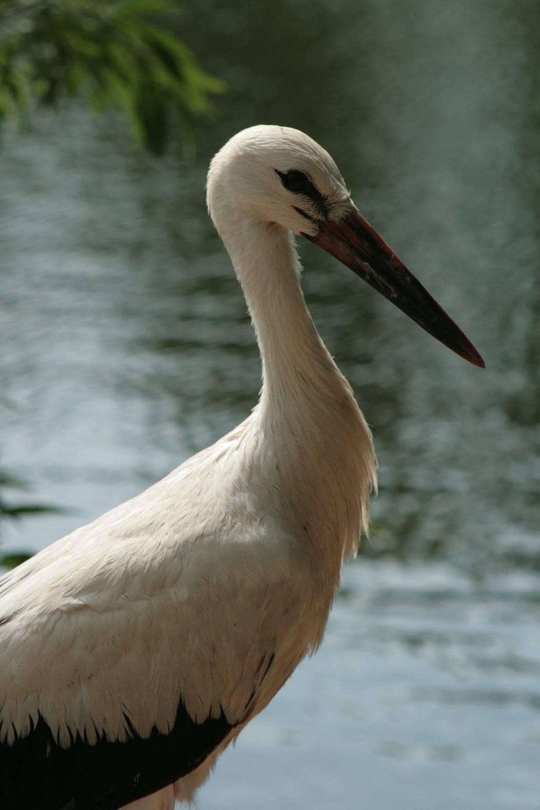 Foto uit Avifauna met een zoomlens