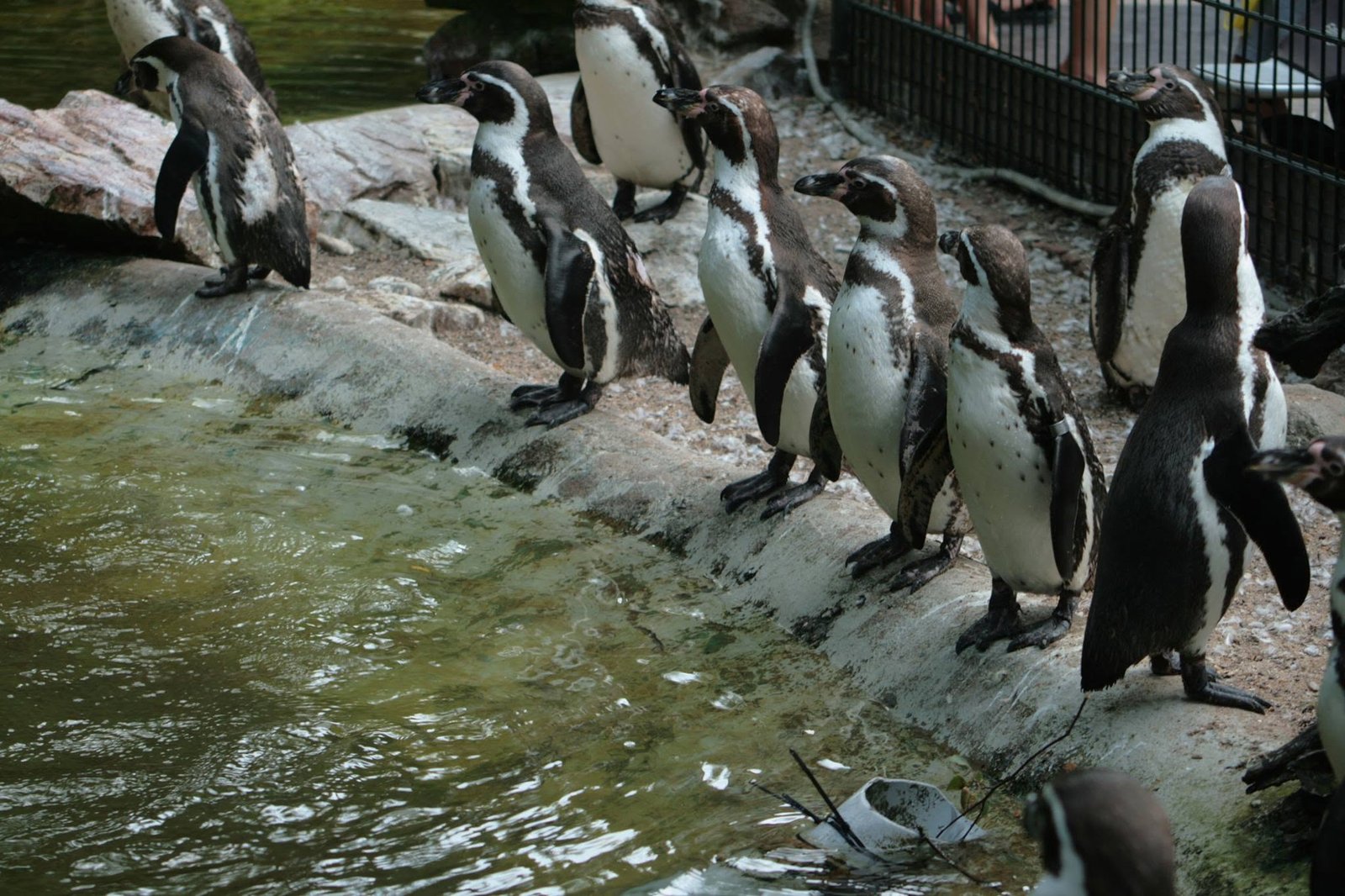 Foto uit Avifauna met een zoomlens