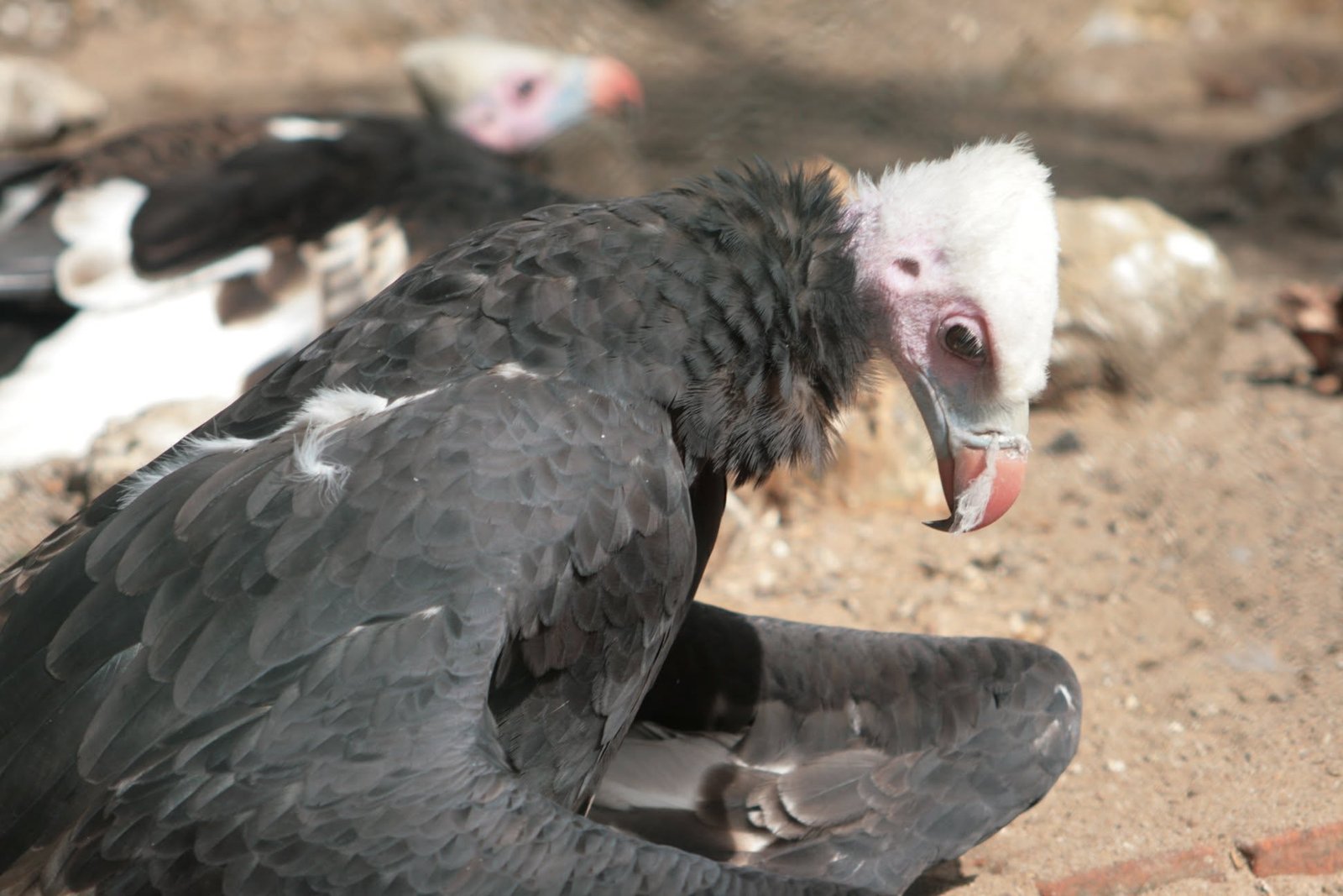 Foto uit Avifauna met een zoomlens