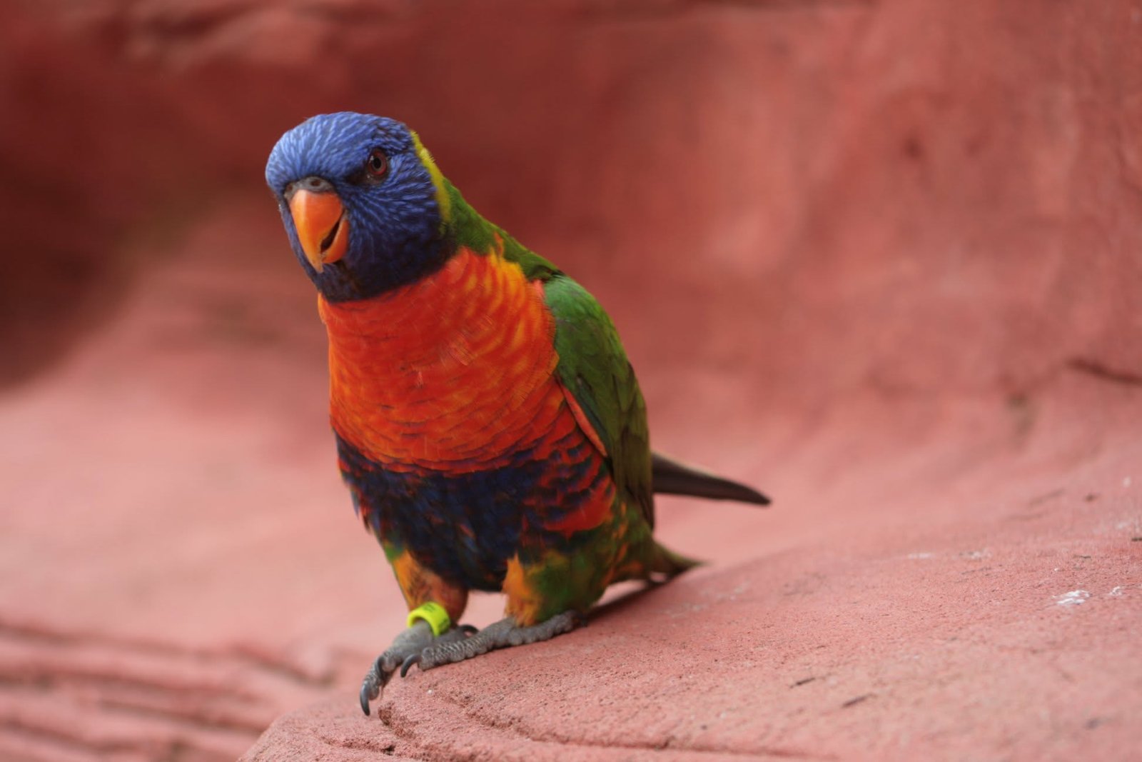 Foto uit Avifauna met een zoomlens