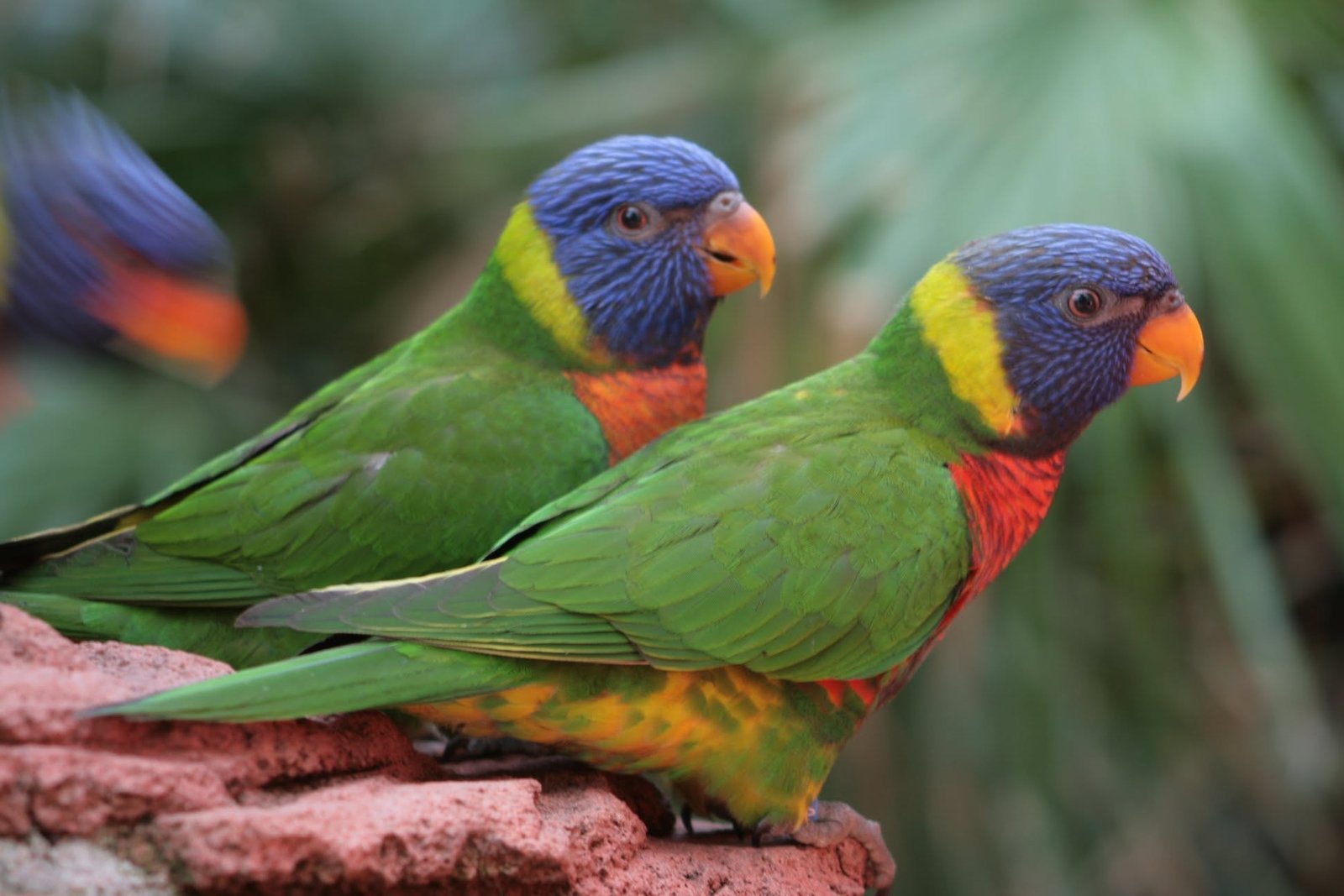 Foto uit Avifauna met een zoomlens