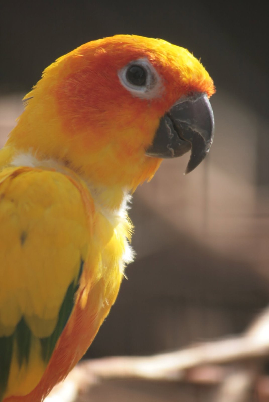 Foto uit Avifauna met een zoomlens