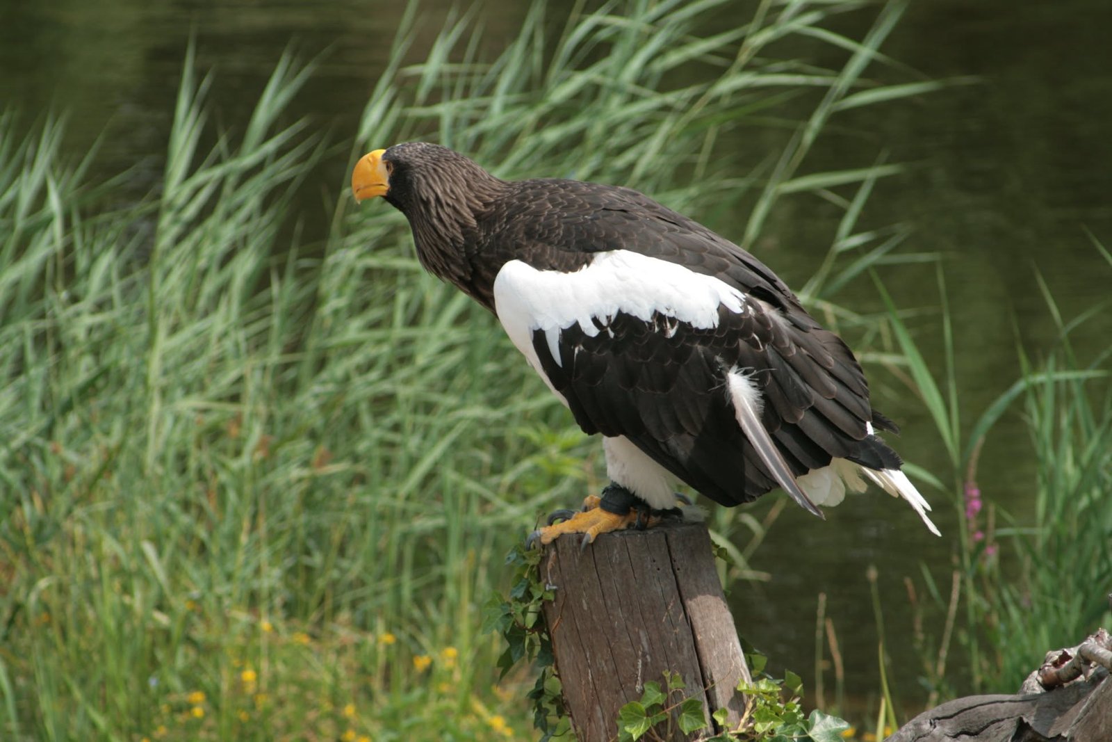 Foto uit Avifauna met een zoomlens