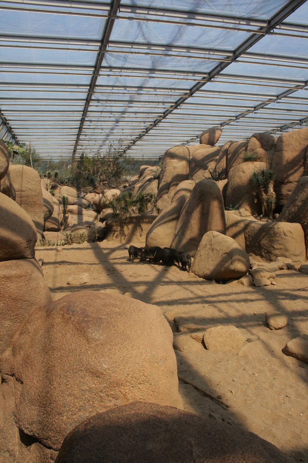 Foto uit Burgers' Zoo: hitte en rust