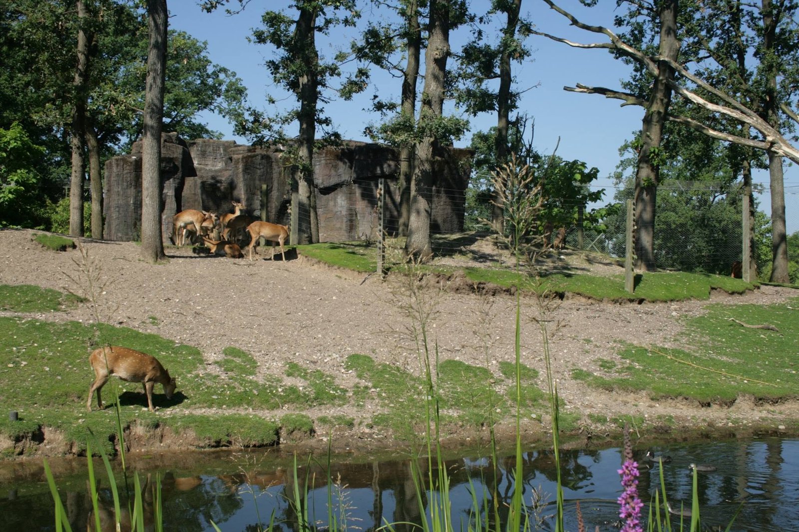 Foto uit Burgers' Zoo: hitte en rust