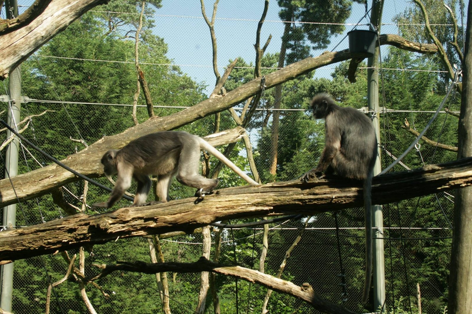 Foto uit Burgers' Zoo: hitte en rust