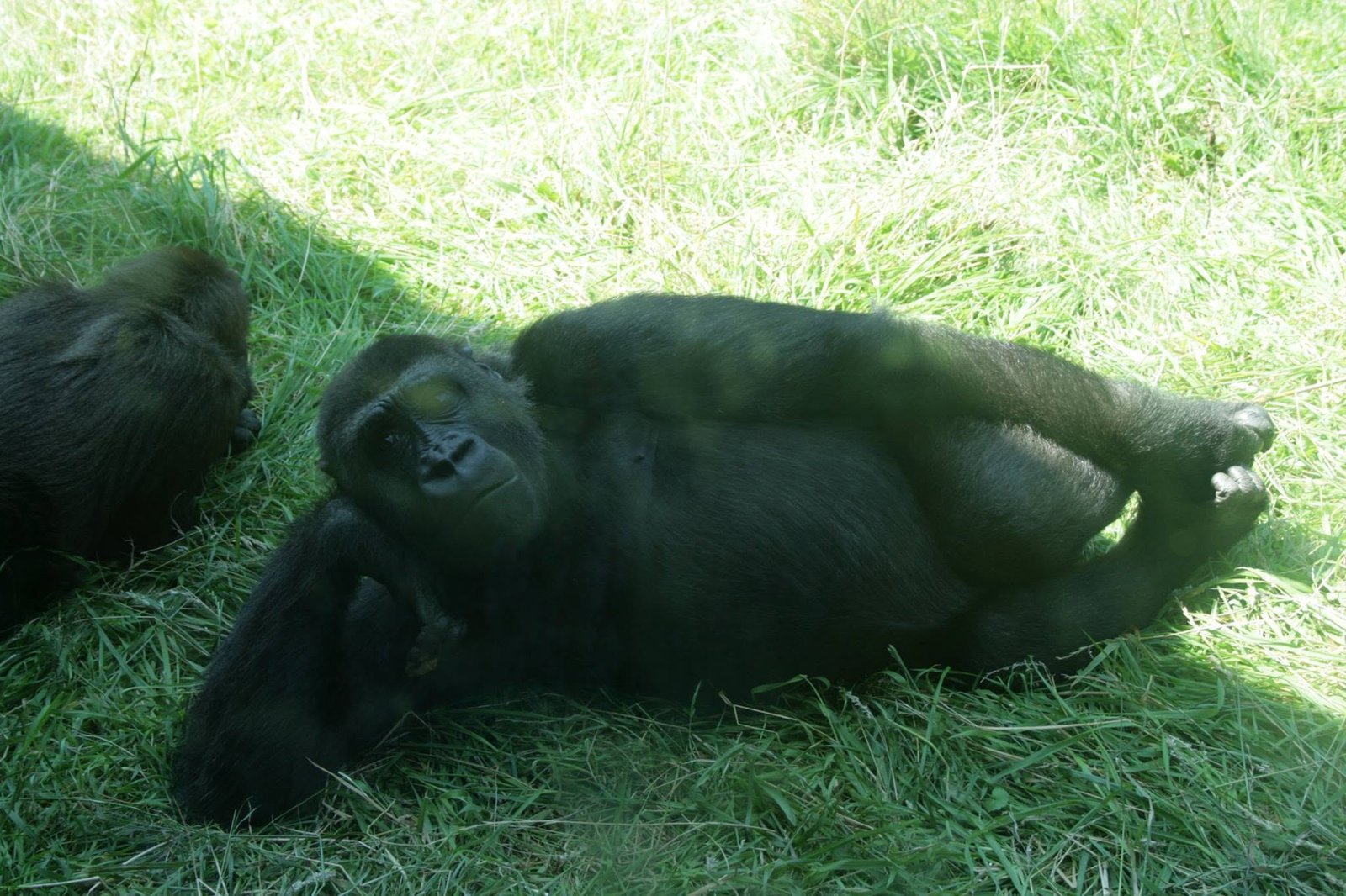 Foto uit Burgers' Zoo: hitte en rust