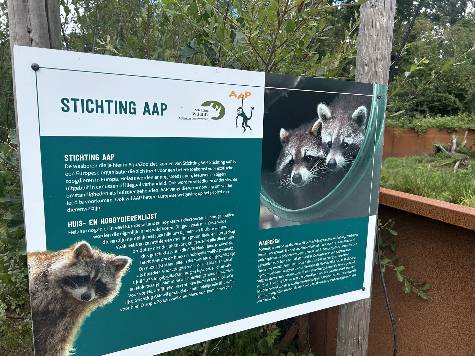 Bord bij wasberenverblijf met informatie over Stichting AAP, die deze invasieve exoot afvangt in Limburg en dan hier herplaatst