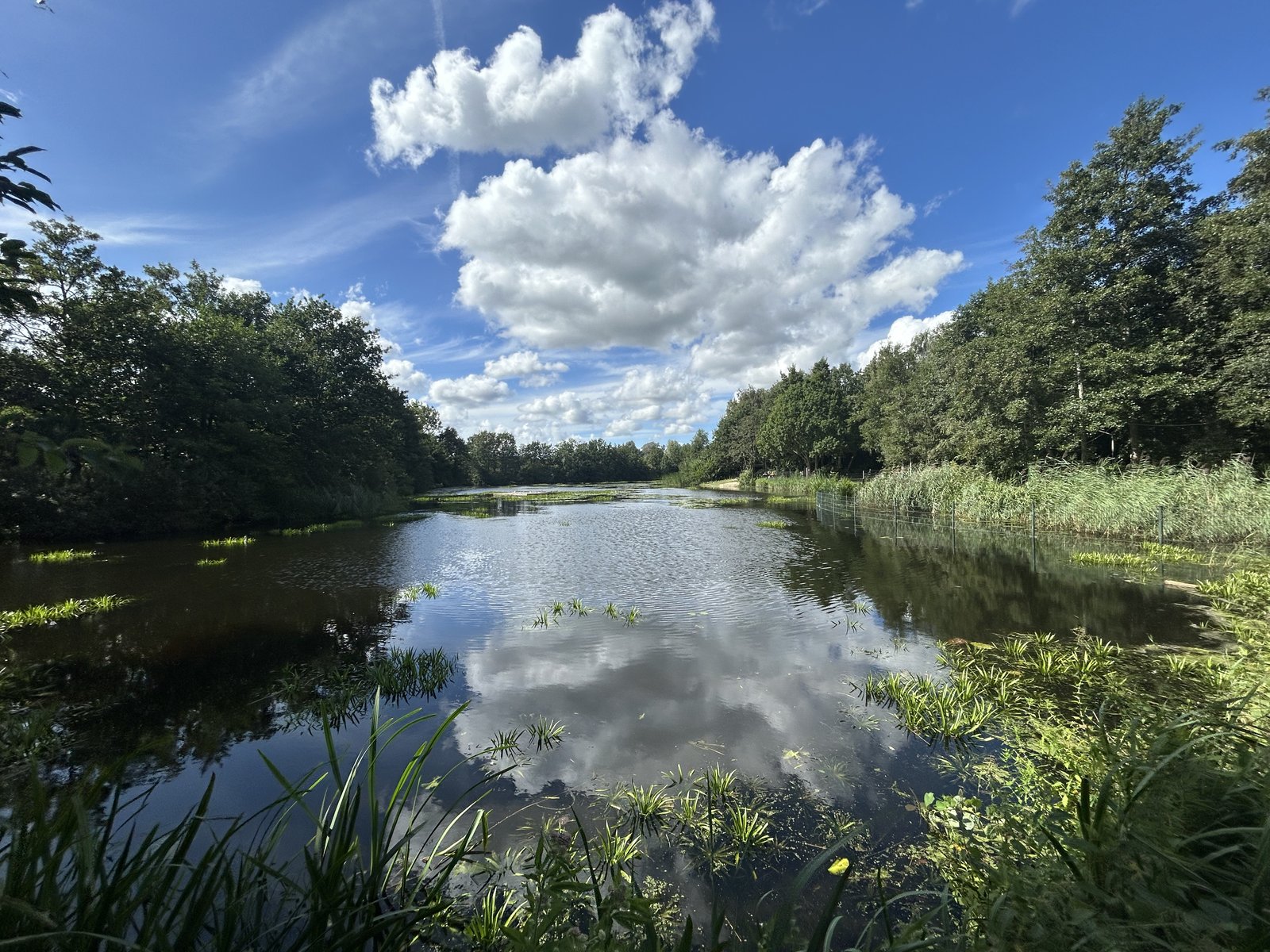 De roeivijver