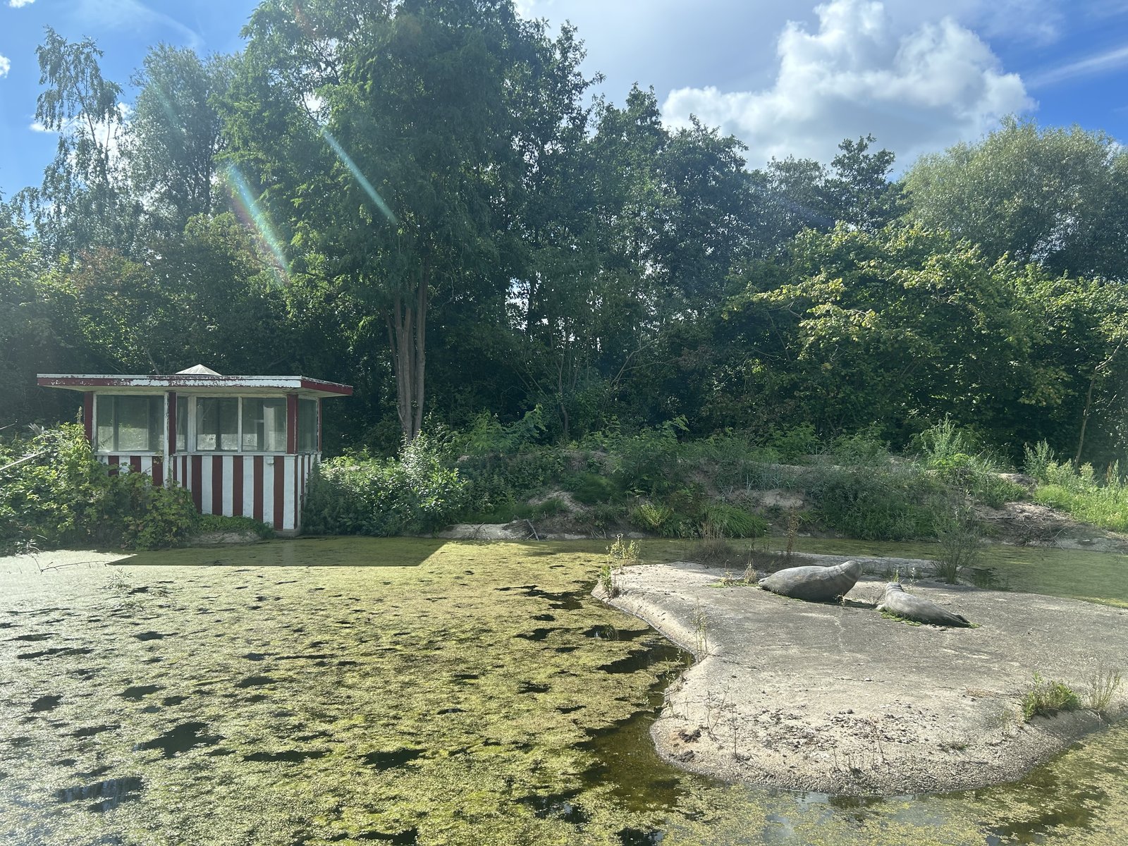 Te ontwikkelen gebied met beelden van zeehonden