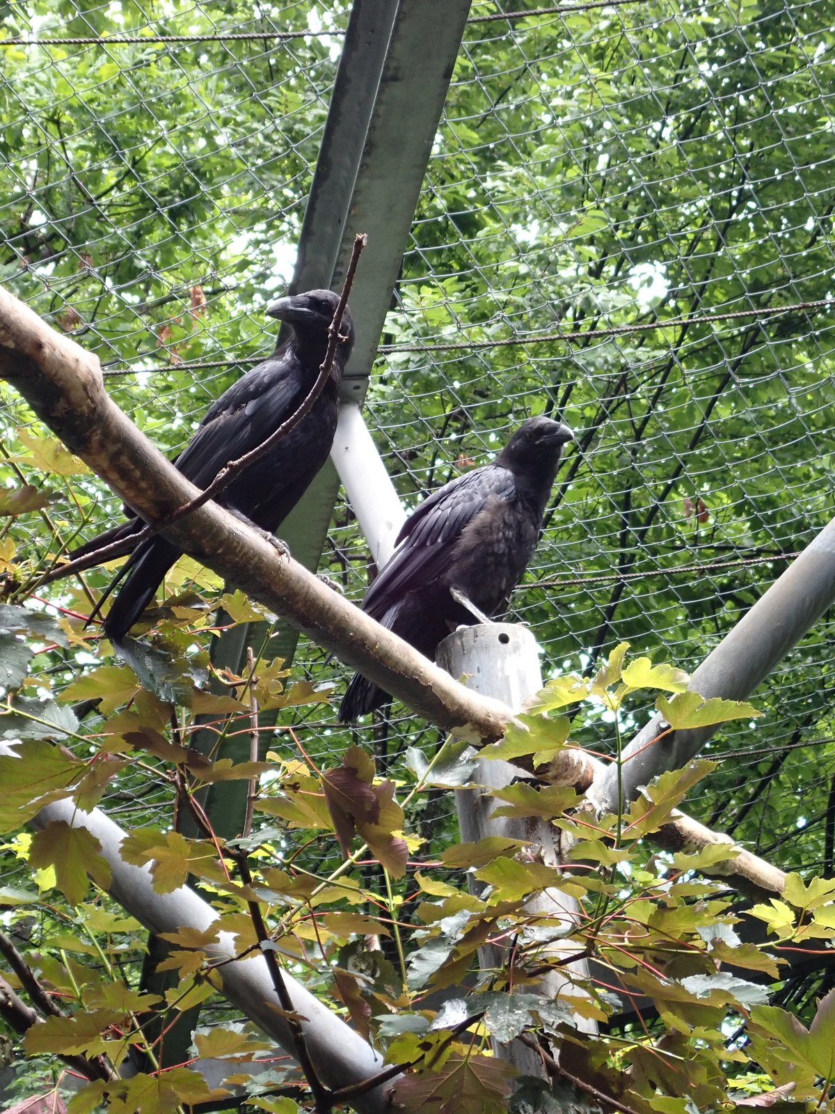 2 raven, erg indrukwekkend groot zo dichtbij.