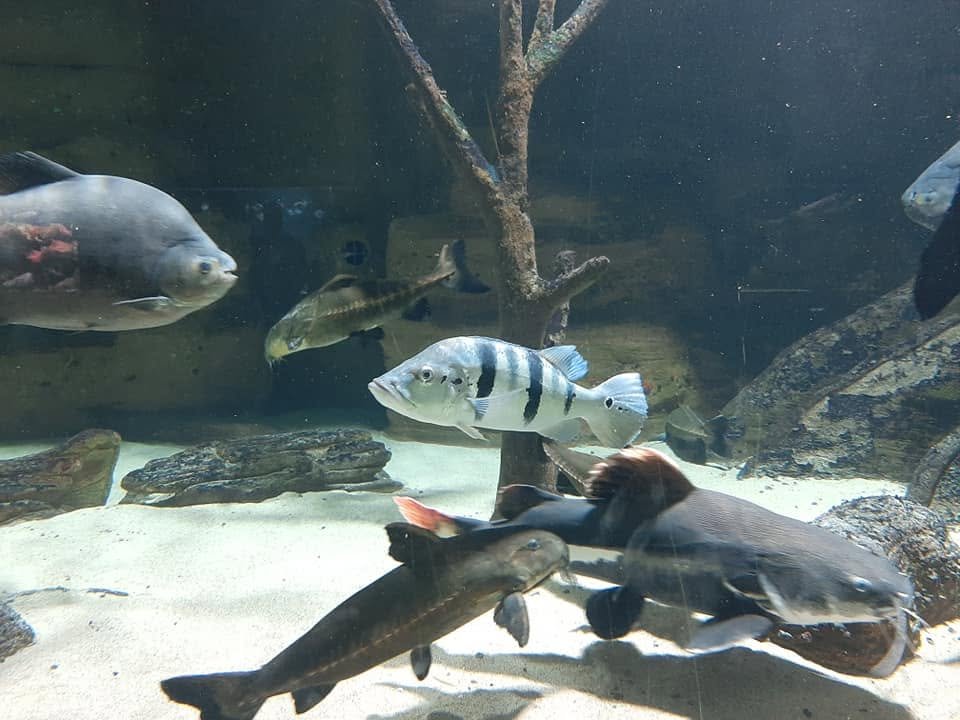 Foto uit Eerste keer Zoo Antwerpen