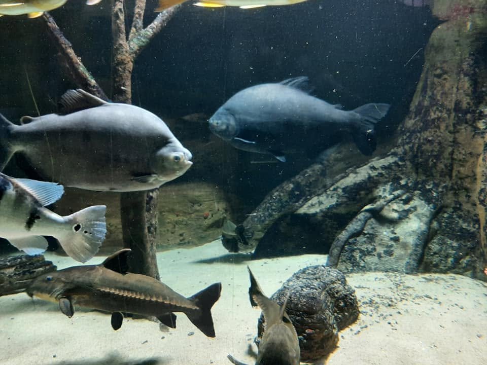 Foto uit Eerste keer Zoo Antwerpen