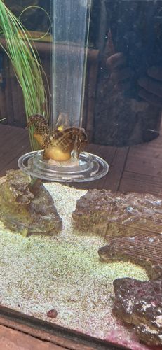 Zeepaardjes!