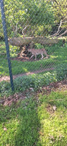 Langs de cheetah.