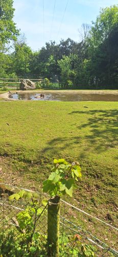 Tot slot langs de capybara.