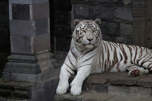 De Bengaalse tijger in Land of the Origins.
