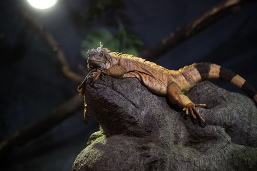 Een leguaan, Deze vind je ook aan boord van de Mersus Emergo. Een omgebouwd schip dat nu dient als reptielenverblijf.