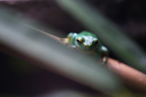 Aan het eind van de crypte vind je nog wat reptielenverblijven. Waaronder deze groene boomkikker. Ze zijn erg klein en lastig op de foto te krijgen.