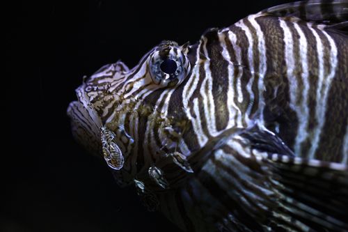 Een close-up van een koraalduivel.