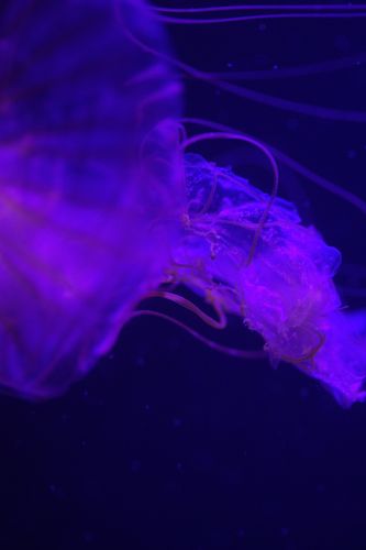 Mijn lievelinsverblijf in het aquarium. De kwallen zijn hier prachtig uitgelicht.
