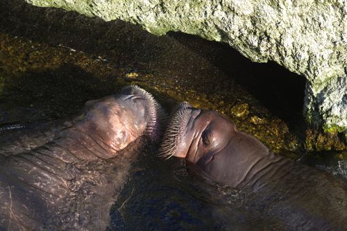 Twee walrussen hebben elkaar gevonden.