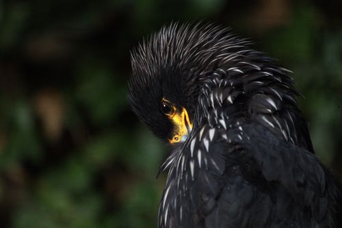 Een roofvogel.