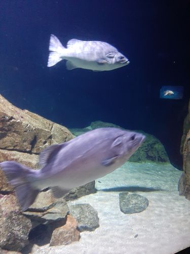 Foto uit Kort bezoek aan Blijdorp
