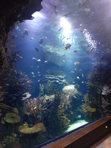 Foto uit Kort bezoek aan Blijdorp