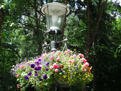 Bloemen aan de lamp