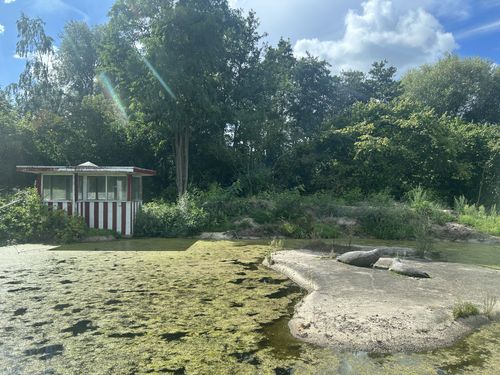 Te ontwikkelen gebied met beelden van zeehonden