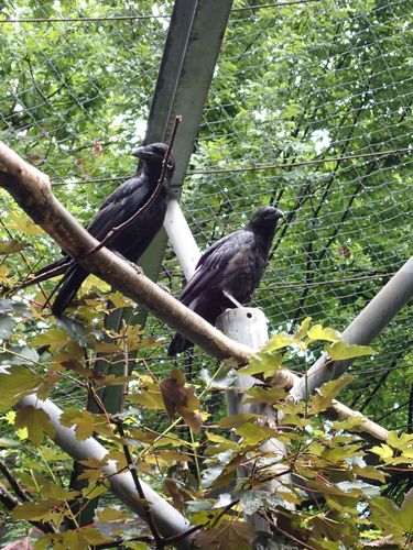 2 raven, erg indrukwekkend groot zo dichtbij.