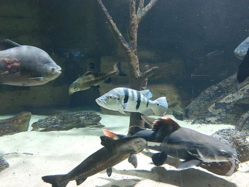 Foto uit Eerste keer Zoo Antwerpen